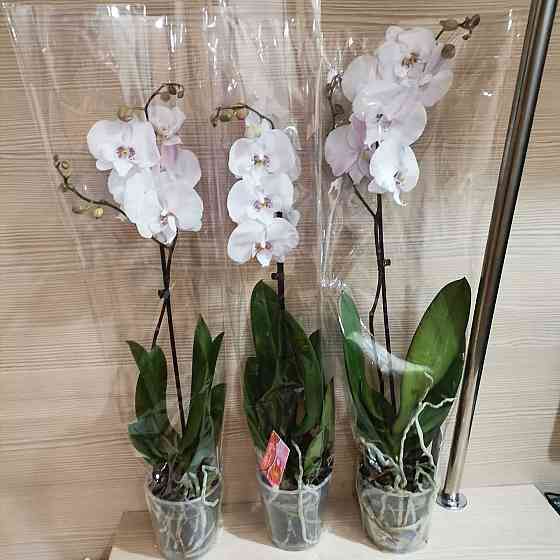 Орхидеи, орхидея Almaty