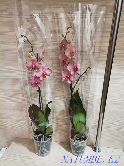 Orchids, orchid Almaty - photo 7