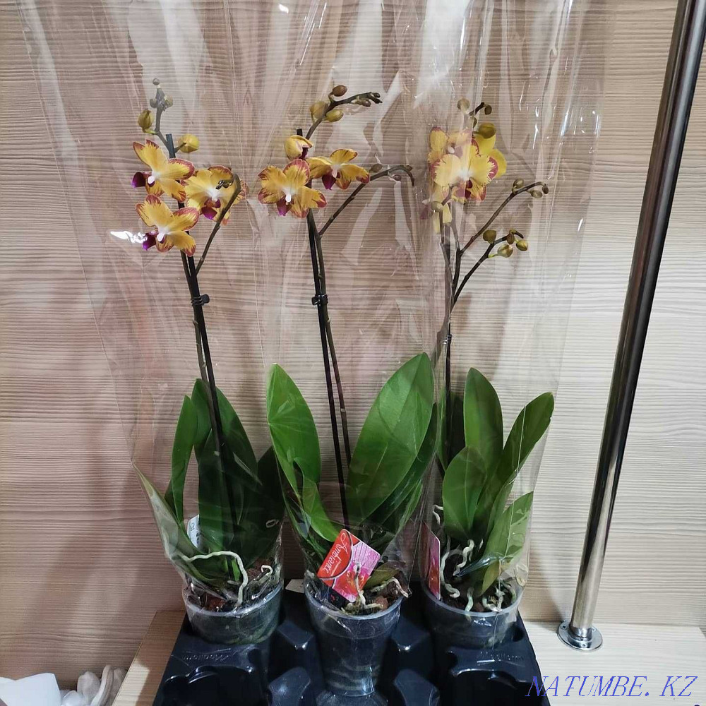 Orchids, orchid Almaty - photo 5