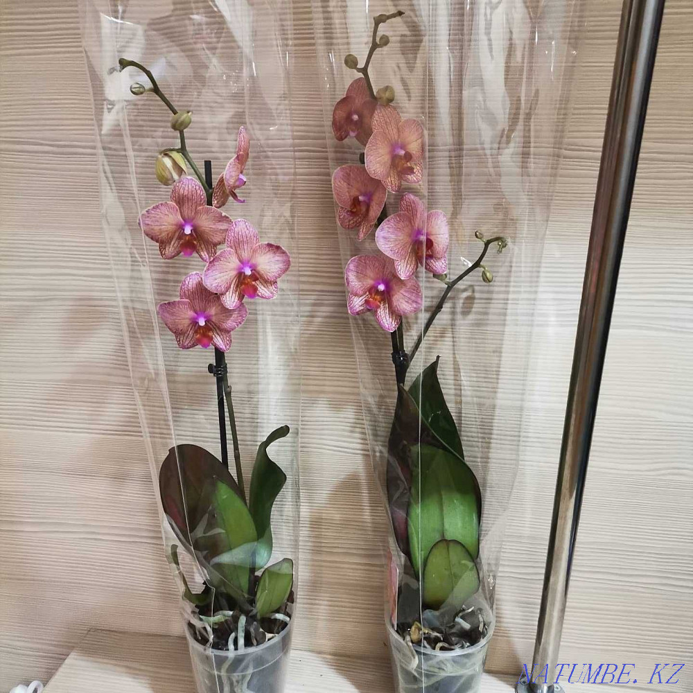 Orchids, orchid Almaty - photo 4