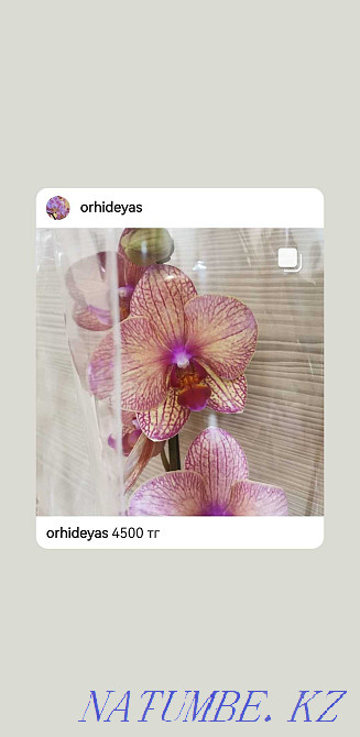Orchids, orchid Almaty - photo 2