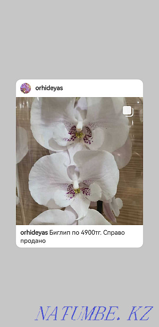 Orchids, orchid Almaty - photo 1