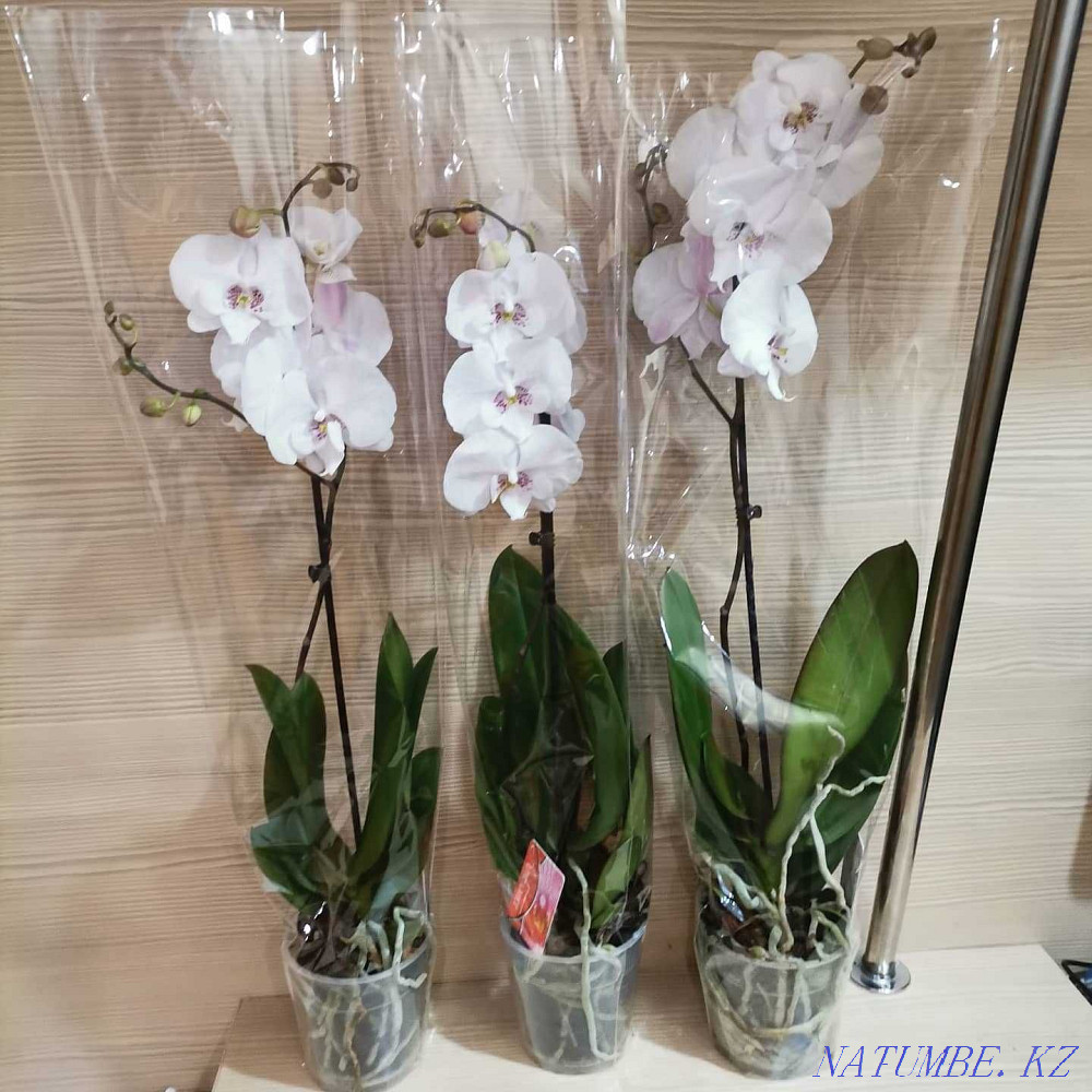 Orchids, orchid Almaty - photo 6