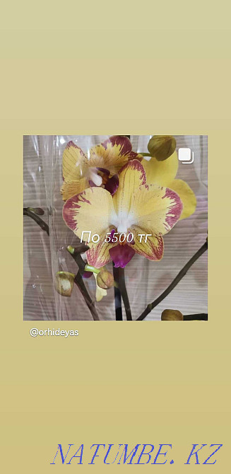 Orchids, orchid Almaty - photo 3