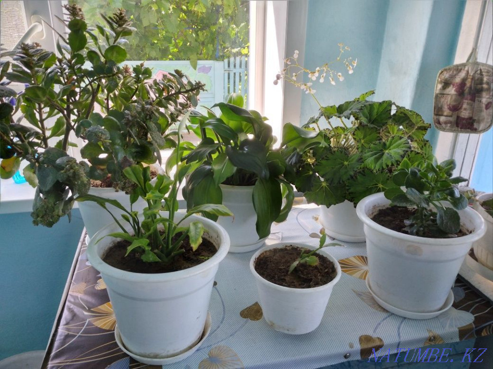 I sell indoor flowers Pavlodar - photo 1