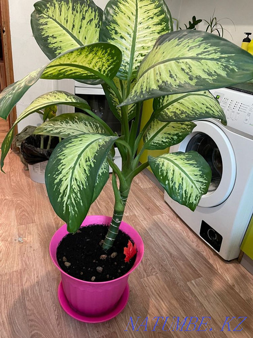 Selling flowers Astana - photo 1