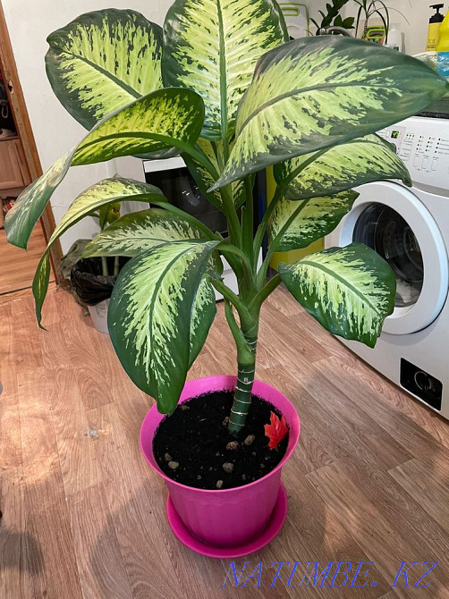 Selling flowers Astana - photo 2