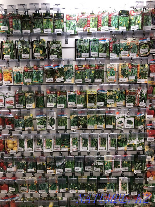 Seeds and seedlings Petropavlovsk - photo 2