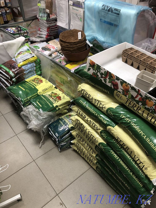 Seeds and seedlings Petropavlovsk - photo 7