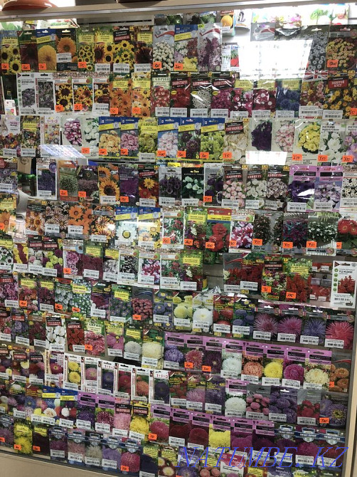 Seeds and seedlings Petropavlovsk - photo 6