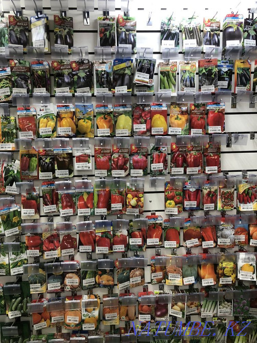 Seeds and seedlings Petropavlovsk - photo 3