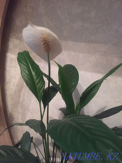 Бөлме өсімдіктері "spathiphyllum", немесе әйел бақыты.  Алматы - изображение 1