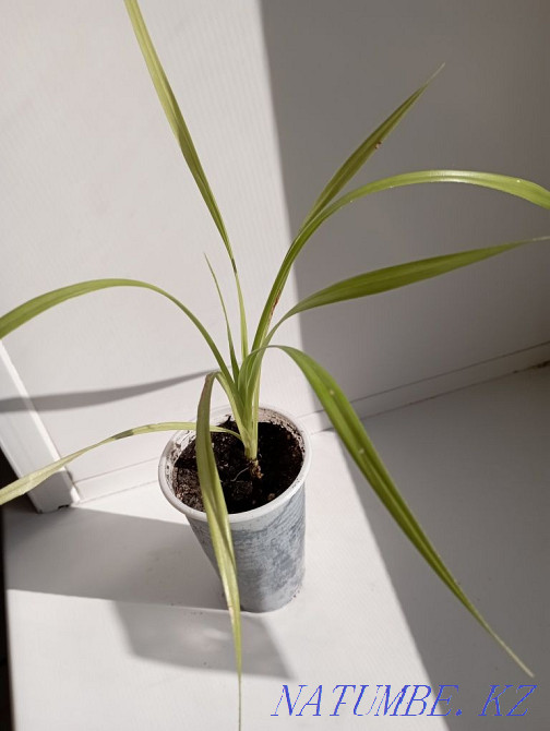 Pandanus. (Screw palm) Shahtinsk - photo 1