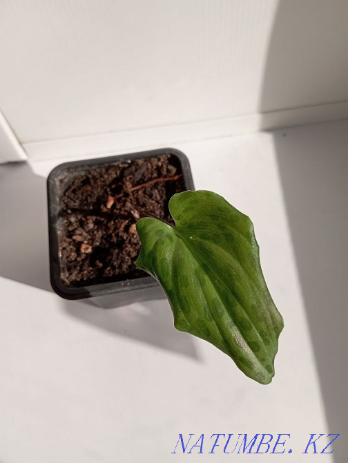 Indoor flower. Drimiopsis. Shahtinsk - photo 1