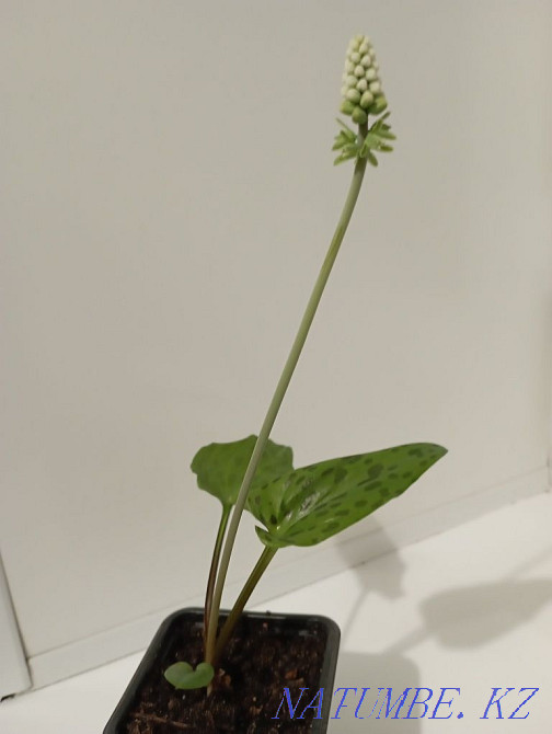 Indoor flower. Drimiopsis. Shahtinsk - photo 3