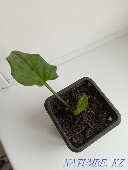 Indoor flower. Drimiopsis. Shahtinsk - photo 2