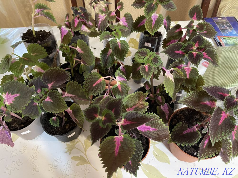 Sell indoor flowers Aqtobe - photo 1