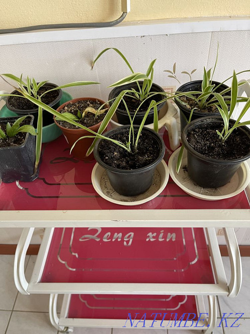 Sell indoor flowers Aqtobe - photo 5