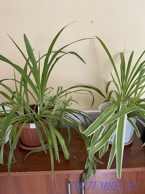 Sell indoor flowers Aqtobe - photo 4