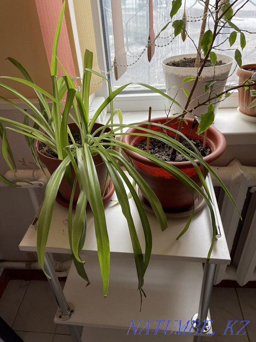 Sell indoor flowers Aqtobe - photo 2