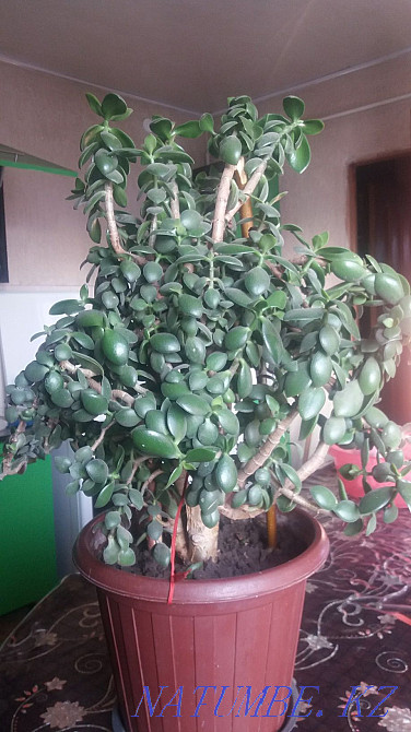 Money Tree Almaty - photo 2