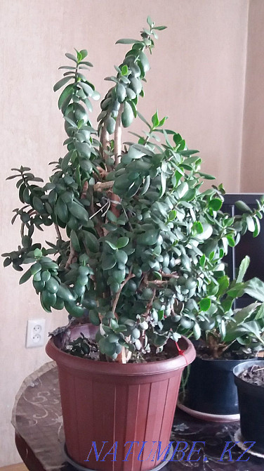 Money Tree Almaty - photo 4