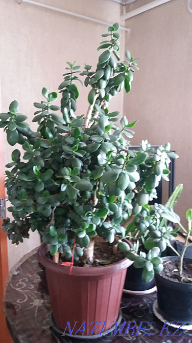 Money Tree Almaty - photo 5