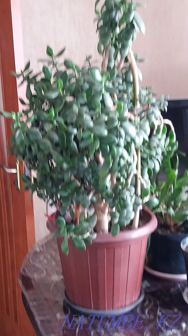 Money Tree Almaty - photo 3