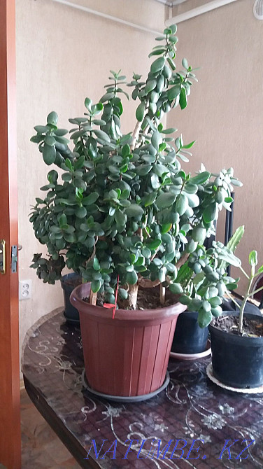 Money Tree Almaty - photo 1