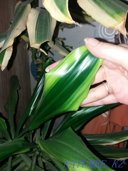 Dracaena variegated. Astana - photo 3