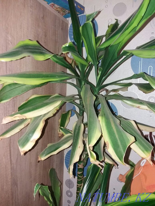 Dracaena variegated. Astana - photo 2