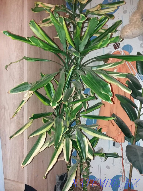 Dracaena variegated. Astana - photo 1