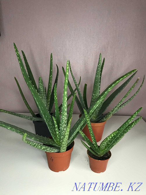 Aloe 5 year old, aloe vera Almaty - photo 3