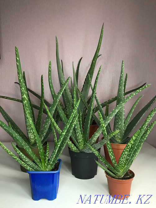Aloe 5 year old, aloe vera Almaty - photo 2