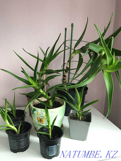 Aloe 5 year old, aloe vera Almaty - photo 1