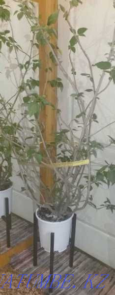 Stands for flowers Loft style! Suitable for any interior! Almaty - photo 7