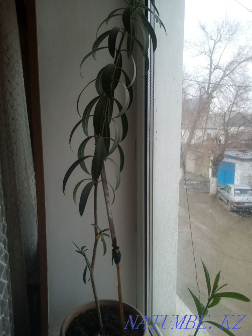 Продам цветочки для офиса Жезказган - изображение 1