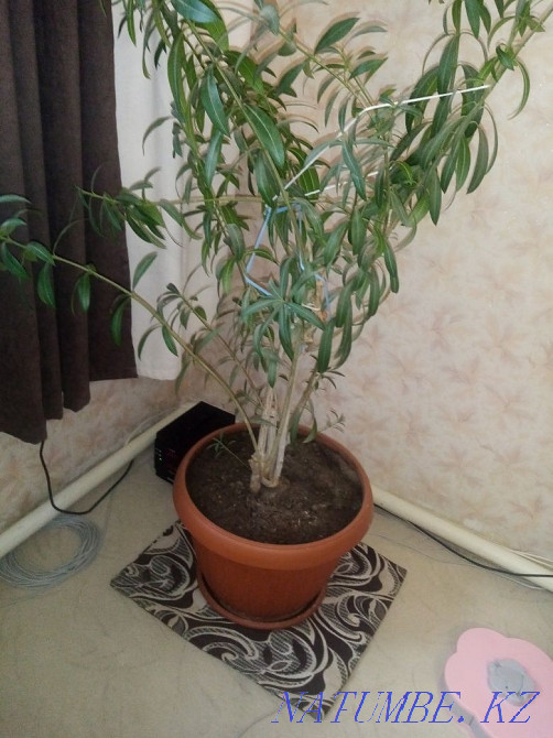 Продам цветочки для офиса Жезказган - изображение 3