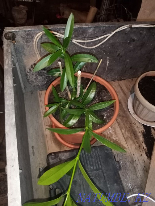 Продам цветочки для офиса Жезказган - изображение 4