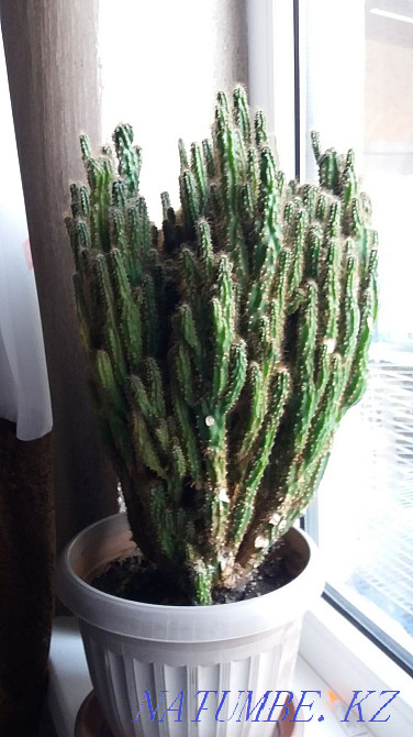 cactus rock... Almaty - photo 3