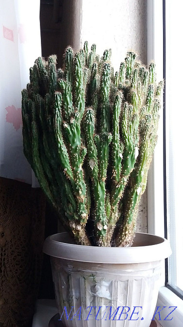 cactus rock... Almaty - photo 2