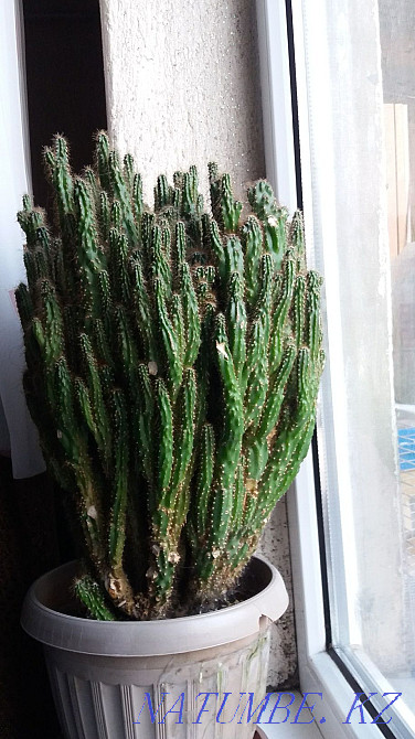 cactus rock... Almaty - photo 5