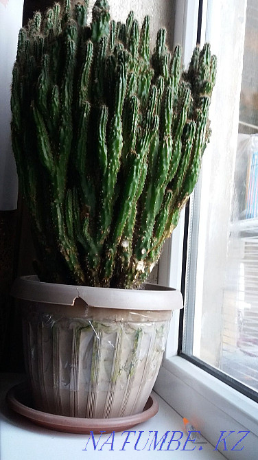 cactus rock... Almaty - photo 1