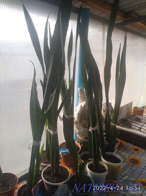 home flowers fox tail Oral - photo 2