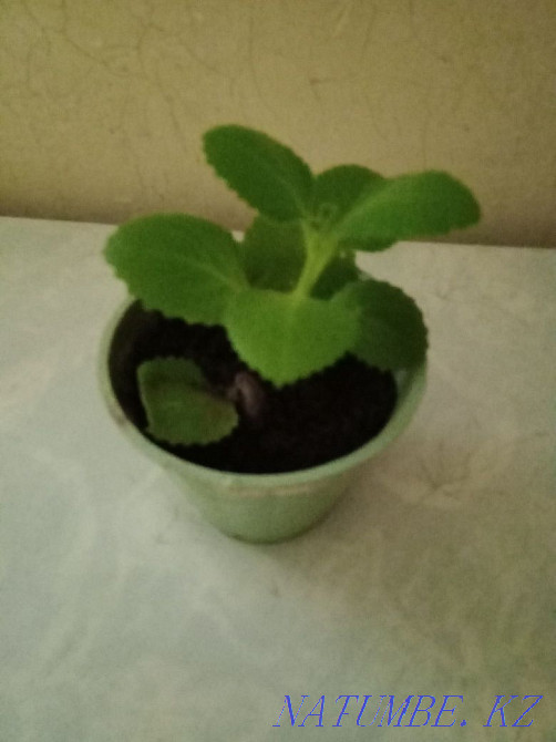Kalanchoe and indoor mint. Almaty - photo 5