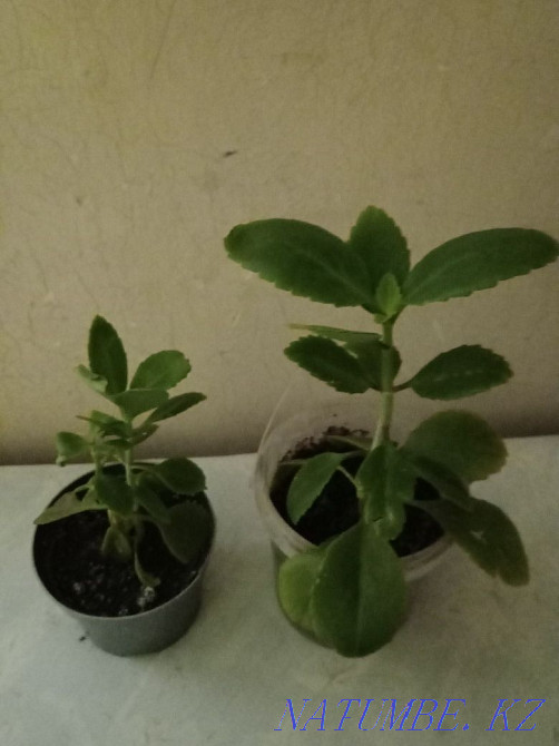 Kalanchoe and indoor mint. Almaty - photo 2