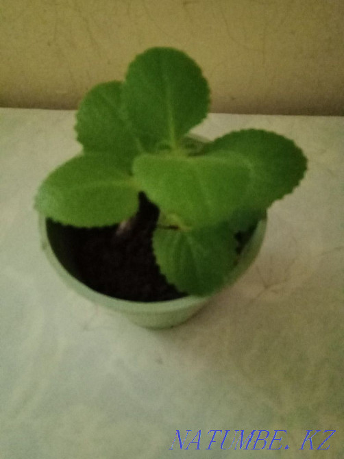 Kalanchoe and indoor mint. Almaty - photo 4