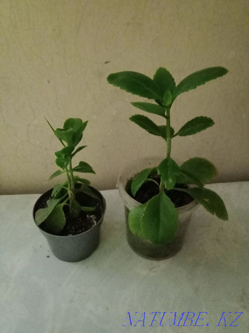 Kalanchoe and indoor mint. Almaty - photo 1