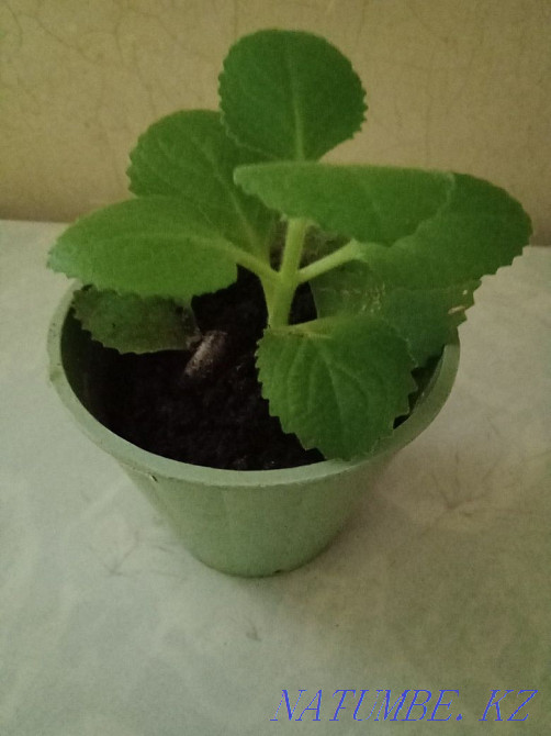 Kalanchoe and indoor mint. Almaty - photo 3