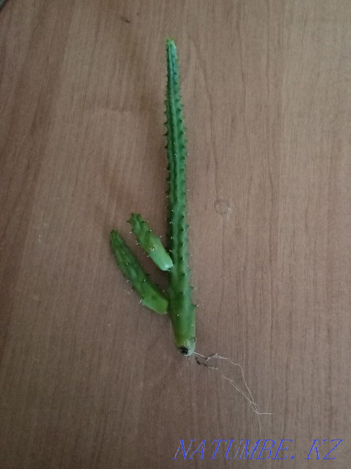 Stapelia, succulent. Almaty - photo 2